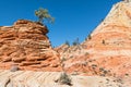 Tree in the sandstone, Zion National Park, Utah Royalty Free Stock Photo