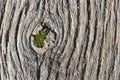 Tree sandy bark old weathered with knot and moss closeup texture and background. Moss growing into knothole. Royalty Free Stock Photo