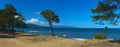 Tree on sandy coast of Lake Baikal