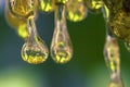 Macro photography of tree sap dropping. Royalty Free Stock Photo