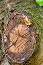 Tree Sap Oozing Royalty Free Stock Photo