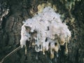 Tree sap and a tree Royalty Free Stock Photo