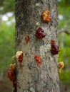 Tree sap Royalty Free Stock Photo