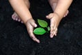 Tree sapling Baby Hand On the dark ground, the concept implanted children consciousness into the environment Royalty Free Stock Photo