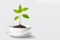 Tree sapling in a deep plate. The concept of an eco-friendly future for our environment