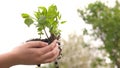 A tree sapling is in hands of a child. Growth and agriculture new life concept. Girl holds a green sprout in her palms Royalty Free Stock Photo