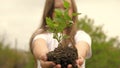 A tree sapling is in hands of a child. Growth and agriculture new life concept. Girl holds a green sprout in her palms Royalty Free Stock Photo