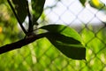 Tree sapling leaf vibrant photo. Summer garden minimalist abstraction. Summer foliage photography. Fruit tree growth