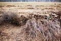 Tree saplings on ground