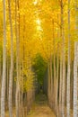 Aspen Tree Grove Yellow Fall Seasonal Autumn Color Royalty Free Stock Photo