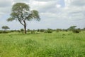 Tree in Savana Royalty Free Stock Photo