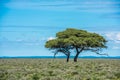 Tree in savannah, classic african landscape image