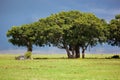 Tree on savannah. Ngorongoro, Tanzania, Africa Royalty Free Stock Photo