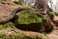 Tree, Saxon Switzerland Royalty Free Stock Photo