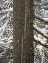 Tree with a scar following a lightening strike