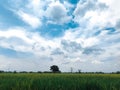 tree scenery in the middle of the rice fields Royalty Free Stock Photo