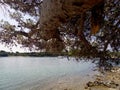 Tree and sea