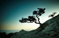 Tree and sea at sunset. Crimea landscape