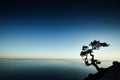 Tree and sea at sunset. Crimea landscape