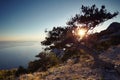 Tree and sea at sunset. Crimea landscape