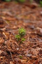 Tree seedling