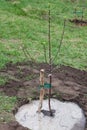 Tree seedling planted in soil Royalty Free Stock Photo