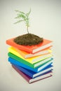 Tree seedling on the stack of books Royalty Free Stock Photo