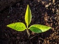 Tree seedling Royalty Free Stock Photo