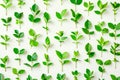 tree seedlings arranged in a pattern to create a visually striking and organized display against a white background