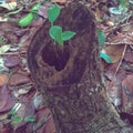 tree seedlings that live in trees that have been felled in the Sungailiat protected forest park, Bangka Belitung Island, indonesia