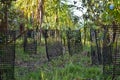 Tree seedlings protected by mesh