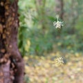 Tree seeds suspended on spider yarn at botanical garden Macea, Arad County - Romania