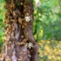 Tree seeds suspended on spider yarn at botanical garden Macea, Arad County - Romania