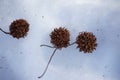 Tree Seeds