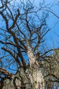 Tree seen from below