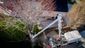 Tree service removing a Maple tree in the Spring time