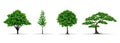 Tree set realistic vector illustration