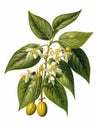 Tree with several leaves and fruit. It is an illustration of tree, rather than photograph. The tree has green leaves