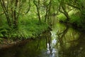 Tree shaded brook