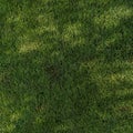 Patch of Tree Shaded Lawn Sprinkled with Spots of Sunlight