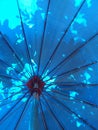 Tree shadow on bright blue umbrella Royalty Free Stock Photo