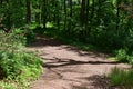 Tree Shadow on a Forest Path Royalty Free Stock Photo
