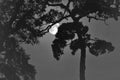 Tree shadow and full moon in the night Royalty Free Stock Photo