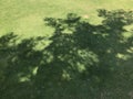 tree shadow on grass field Royalty Free Stock Photo