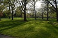 Tree shadow on the grass