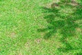 Tree shadow on green grass floor in the park Royalty Free Stock Photo