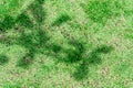 Tree shadow on green grass floor in the park Royalty Free Stock Photo