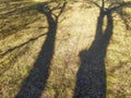 Tree shadow on green grass lawn. Garden soil with grass and shadows on it. Organic natural texture. Royalty Free Stock Photo