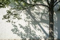 Tree shadow and leaf branch background Royalty Free Stock Photo