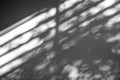 Tree shadow and light with leaves, tree trunk, branch, blur shadow on white wall background, monochrome Royalty Free Stock Photo